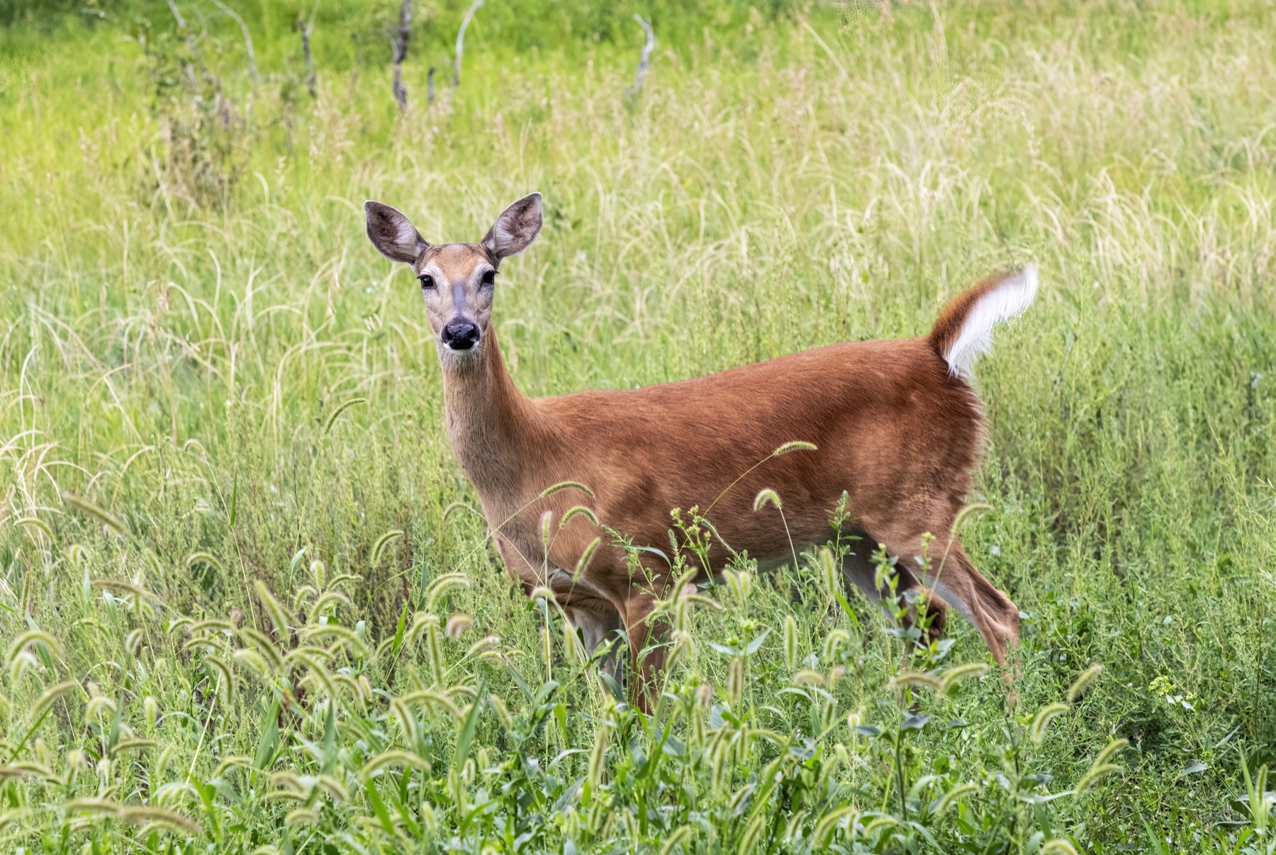 /gallery/north_america/USA/Colorado/fountain/Whitetail Deer Fountain CO 2023-003c_med.jpg